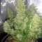 Семена сорта Big Devil Auto fem (Sweet Seeds)