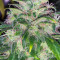 Семена сорта Franco's Lemon Cheese fem (Green House Seeds)