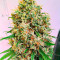 Семена сорта Ninja Zkittles fem (Dr. Krippling Seeds)