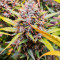 Сорт конопли Green Gelato Automatic fem (RQS)