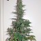 Семена сорта OG Kush Autoflowering fem (Dinafem Seeds)