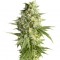 Семена сорта Double Dutch fem (Serious Seeds)