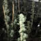 Семена сорта Super Critical fem (Green House Seeds)