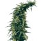 Семена сорта Hawaiian Snow fem (Green House Seeds)