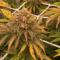 Семена сорта Grease Monkey Autoflower fem (Easy Grow Seeds)