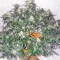 Семена сорта Auto Whiteberry fem (Paradise Seeds)