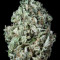 Семена сорта Sour Diesel Autoflowering fem (Dinafem Seeds)