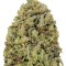 Семена сорта Fast & Vast Auto fem (Heavyweight Seeds)