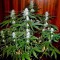 Сорт каннабиса Cream 47 