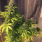 Семена сорта Anubis fem (Pyramid Seeds)