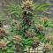 Семена сорта Cherry Cola Auto RF3 fem (FastBuds)