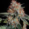 Семена сорта Gator Breath fem (7CH American)