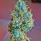 Семена сорта Mandarin Cookies fem (7CH American)