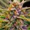 Семена сорта Cherry Cola Auto RF3 fem (FastBuds)