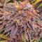 Семена сорта Mandarin Cookies fem (7CH American)