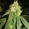 Семена сорта Gorilla fem (00 Seeds)