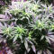 Семена сорта Critical Super Silver Haze fem (Delicious Seeds)