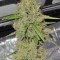 Семена сорта Big Bang Auto fem (Green House Seeds)