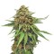 Семена сорта Critical fem (Royal Queen Seeds)