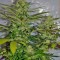 Семена сорта Jack Herer fem (Green House Seeds)
