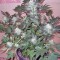 Семена сорта Jacky White fem (Paradise Seeds)