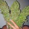 Сорт конопли Skunk #11