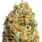 Семена сорта Fully Loaded Auto fem (Heavyweight Seeds)