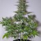 Семена сорта G14 auto fem (FastBuds)