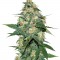 Семена сорта Skunk 47 fem (World of Seeds)