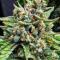 Семена сорта Cherry Cola Auto RF3 fem (FastBuds)
