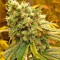 Семена сорта Sour Diesel (Sativa's Sour Diesel) fem