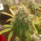 Семена сорта Ethos Cookies R2 fem (Ethos Genetics)
