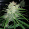 Семена сорта Cinderella's fem (Sumo Seeds)