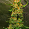 Семена сорта Sour Jealousy Auto fem (FastBuds)