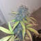 Семена сорта Fastberry auto fem