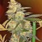 Семена сорта Bubble Gum fem (Serious Seeds)