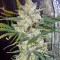 Семена сорта Mohan Ram Auto fem (Sweet Seeds)