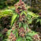 Семена сорта Cherry Cola Auto RF3 fem (FastBuds)