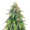 Микс семян конопли Heavy Kickers Mix fem (Herbies Seeds)