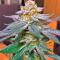 Семена сорта 10TH Planet R1 fem (Ethos Genetics)