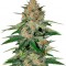 Семена сорта Delicious Candy fem (Delicious Seeds)