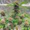 Семена сорта Cherry Cola Auto RF3 fem (FastBuds)