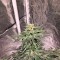 Семена сорта AK 48 fem (Nirvana Seeds)