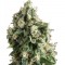 Семена сорта Lennon fem (Pyramid Seeds)