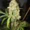Семена сорта Jack Herer fem (Vision Seeds)