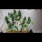 Семена сорта Girl Scout Cookies Auto fem (Original Sensible Seeds)