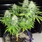 Семена сорта BubbleGummer fem (Female Seeds)