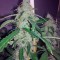 Семена сорта Auto Jack fem (Paradise Seeds)