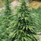 Семена сорта Super Skunk fem (Vision Seeds)
