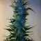 Семена сорта Massive Midget Auto fem (Heavyweight Seeds)